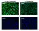 HeLa cells were incubated with (Tubulin+) or without (Tubulin-) mouse anti-tubulin and biotin goat anti-mouse IgG followed by FITC-Xtra streptavidin conjugate (Green, Left) or FITC-streptavidin conjugate (Green, Right), respectively. Cell nuclei were stained with Hoechst 33342 (Blue, Cat#17530).