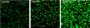 U2OS cells were seeded overnight at 40,000 cells per 100 uL per well in a 96-well black all/clear bottom costar plate.&nbsp; The growth medium was removed, and the cells were incubated with 100 uL of 4 uM Fluo-3 AM, Fluo-4 AM or Fluo-8&reg; AM in HHBS at 37 &deg;C for 1 hour. The cells were washed twice with 200 uL HHBS, then imaged with a fluorescence microscope using FITC channel.