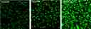 U2OS cells were seeded overnight at 40,000 cells per 100 uL per well in a 96-well black all/clear bottom costar plate.&nbsp; The growth medium was removed, and the cells were incubated with 100 uL of 4 uM Fluo-3 AM, Fluo-4 AM or Fluo-8&reg; AM in HHBS at 37 &deg;C for 1 hour. The cells were washed twice with 200 uL HHBS, then imaged with a fluorescence microscope using FITC channel.