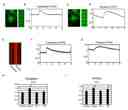 Nuclear calcium transients in neonatal rat ventricular cardiomyocytes (NRVCs) exposed to hypertrophic stimuli. A. Original recording of only cytoplasmic Ca<sup>2+</sup> transients in NRVC with fluo-4. B. Line scan imaging of only cytoplasmic Ca<sup>2+</sup> transients in cardiomyocytes with fluo-4. C. Original recording of only nucleus Ca<sup>2+</sup> transients in cardiomyocytes with fluo-4. D. Line scan imaging of cytoplasmic Ca<sup>2+</sup> transients in cardiomyocytes with fluo-4. E. Original recording of cytoplasmic and nucleus Ca<sup>2+</sup> transients in NRVC with a different Ca indicator, Rhod-4. F. Line scan imaging of only cytoplasmic Ca<sup>2+</sup> transients in cardiomyocytes with Rhod-4. G. Line scan imaging of nuclear Ca<sup>2+</sup> transients in cardiomyocytes with Rhod-4. H. Average values of the effects of hypertrophic stimuli on time to F/F0 in the cytoplasm of NRVCs exposed to vehicle (control; n = 19), Ang II (n = 42), ET-1 (n = 21), or PE (n = 29). I. Average values of the effects by hypertrophic stimuli on time to F/F0 in the nucleus of NRVCs exposed to vehicle (control; n = 19), Ang II (n = 42), ET-1 (n = 21), or PE (n = 29). *P &lt; 0.05 compared to the control. **P &lt; 0.01 compared to the control. &dagger;P &lt; 0.001 compared to the control.&nbsp;Source: <strong>Emerin plays a crucial role in nuclear invagination and in the nuclear calcium transient</strong> by Shimojima et al., <em>Scientific Reports,</em> March 2017.