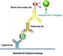 ELISA Assays with streptavidin conjugates