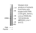 Product image for CREB (Ab-142) Antibody