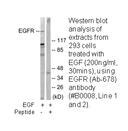 Product image for EGFR (Ab-678) Antibody