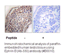 Product image for EFNB1/2 (Ab-330) Antibody