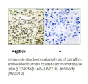 Product image for GSK3&alpha;/&beta; (Ab-279/216) Antibody