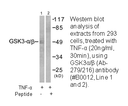 Product image for GSK3&alpha;/&beta; (Ab-279/216) Antibody