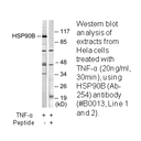 Product image for HSP90B (Ab-254) Antibody