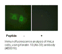 Product image for Keratin 18 (Ab-33) Antibody