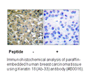 Product image for Keratin 18 (Ab-33) Antibody