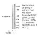 Product image for Keratin 18 (Ab-33) Antibody