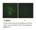 Product image for Keratin 8 (Ab-73) Antibody