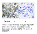 Product image for Keratin 8 (Ab-73) Antibody