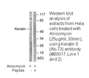 Product image for Keratin 8 (Ab-73) Antibody