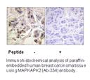 Product image for MAPKAPK2 (Ab-334) Antibody