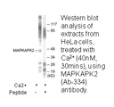 Product image for MAPKAPK2 (Ab-334) Antibody