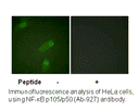 Product image for NF-&kappa;B p105/p50 (Ab-927) Antibody