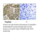 Product image for NF-&kappa;B p105/p50 (Ab-927) Antibody
