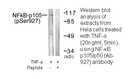Product image for NF-&kappa;B p105/p50 (Ab-927) Antibody