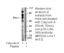 Product image for Shc (Ab-349) Antibody