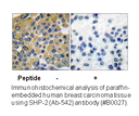 Product image for SHP-2 (Ab-542) Antibody