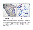 Product image for Synaptotagmin (Ab-202) Antibody