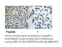 Product image for LIMK1/2 (Ab-508/505) Antibody