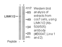 Product image for LIMK1/2 (Ab-508/505) Antibody