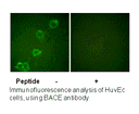 Product image for BACE (Ab-498) Antibody