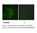Product image for BIK (Ab-33) Antibody
