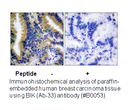 Product image for BIK (Ab-33) Antibody
