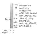 Product image for BIK (Ab-33) Antibody