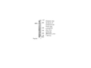 Product image for BTK (Ab-222) Antibody