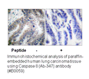 Product image for Caspase 8 (Ab-347) Antibody