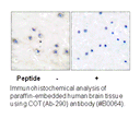 Product image for COT (Ab-290) Antibody