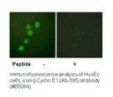 Product image for Cyclin E1 (Ab-395) Antibody