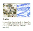 Product image for Cyclin E1 (Ab-395) Antibody