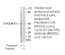 Product image for Cyclin E1 (Ab-395) Antibody