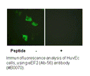 Product image for eEF2 (Ab-56) Antibody