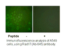 Product image for RAD17 (Ab-645) Antibody