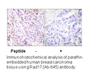 Product image for RAD17 (Ab-645) Antibody