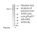 Product image for RAD17 (Ab-645) Antibody