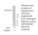 Product image for SEPARASE (Ab-801) Antibody