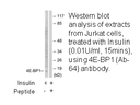 Product image for 4E-BP1 (Ab-64) Antibody