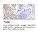Product image for CSK (Ab-364) Antibody