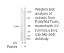 Product image for CSK (Ab-364) Antibody