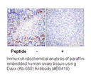 Product image for Daxx (Ab-668) Antibody