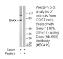 Product image for Daxx (Ab-668) Antibody