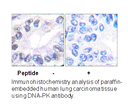 Product image for DNA-PK (Ab-2609) Antibody