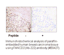 Product image for FANCD2 (Ab-222) Antibody