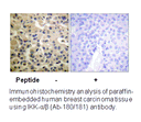Product image for IKK-&alpha;/&beta; (Ab-180/181) Antibody